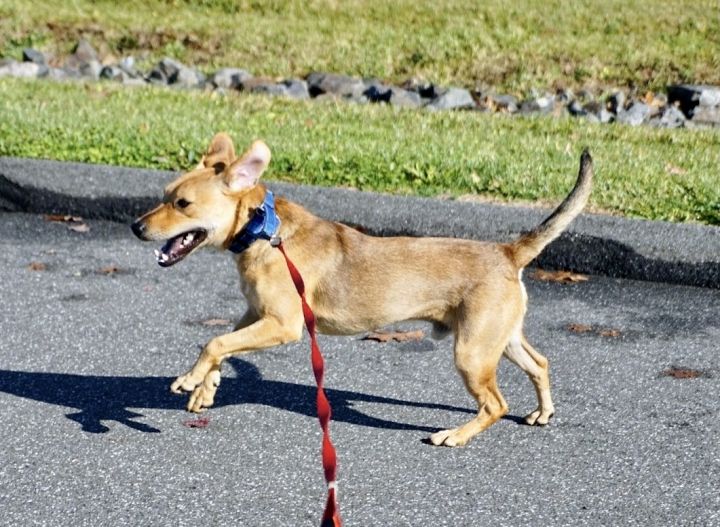 Copper, an adopted Carolina Dog & Beagle Mix in Bethel, CT_image-6