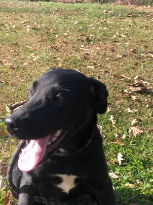 Ida, an adoptable Labrador Retriever in McKenzie, TN, 38201 | Photo Image 1