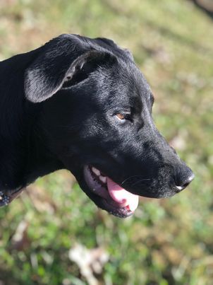 Ida, an adoptable Labrador Retriever in McKenzie, TN, 38201 | Photo Image 2