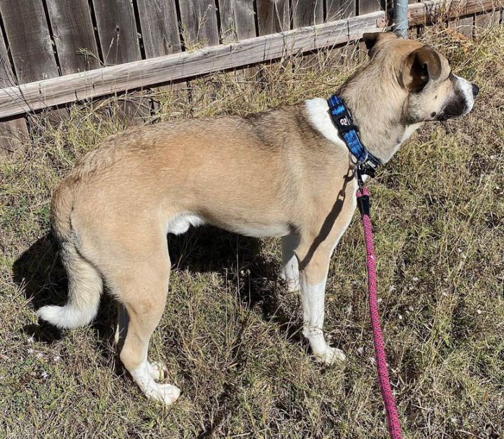 Kevin, an adopted Great Pyrenees & Anatolian Shepherd Mix in Oklahoma City, OK_image-5