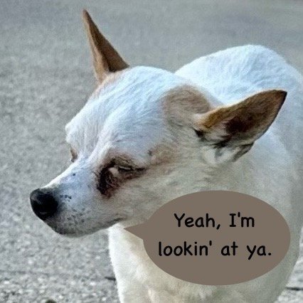 Gloria (LA), an adoptable Rat Terrier in Baton Rouge, LA, 70819 | Photo Image 1