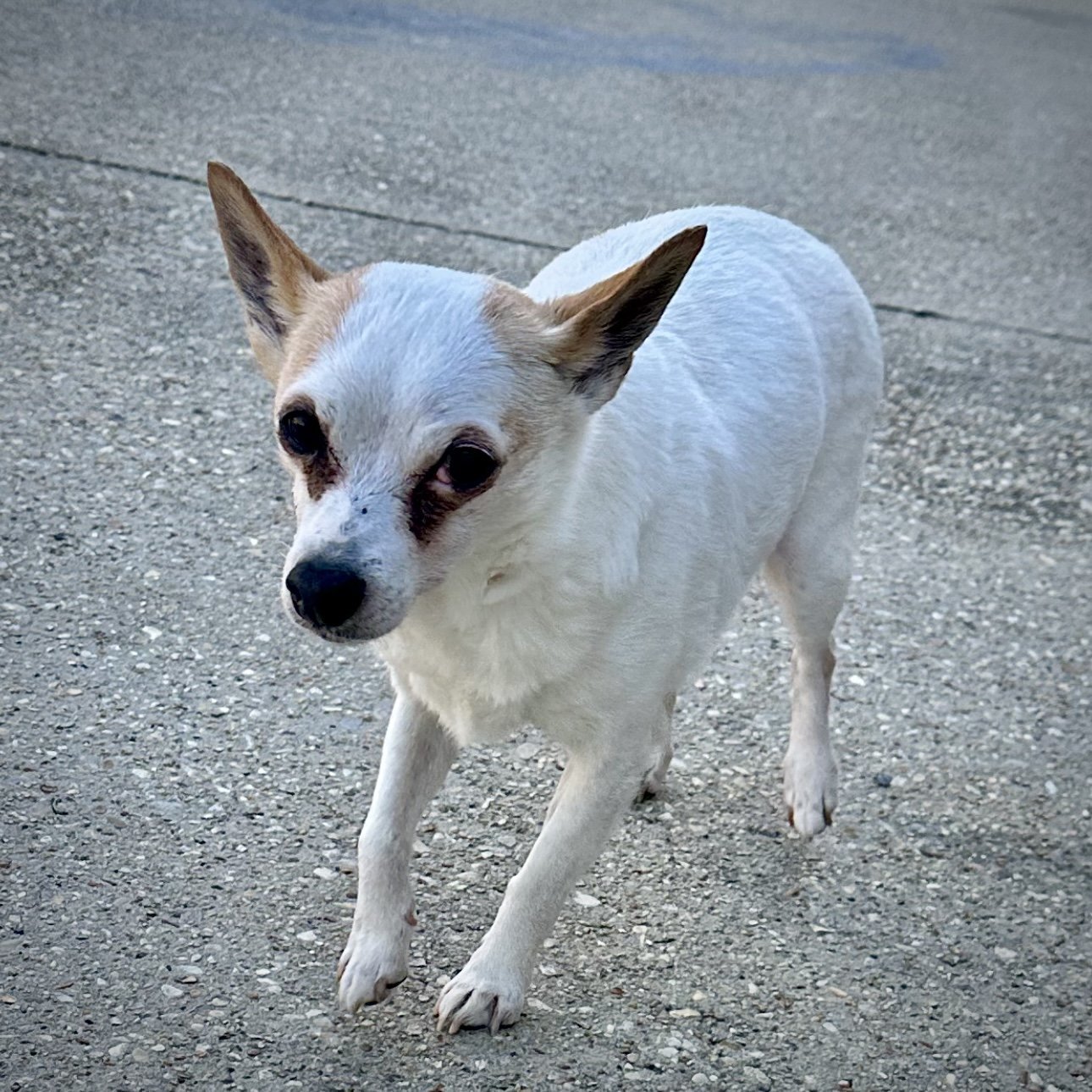 Gloria (LA), an adoptable Rat Terrier in Baton Rouge, LA, 70819 | Photo Image 2