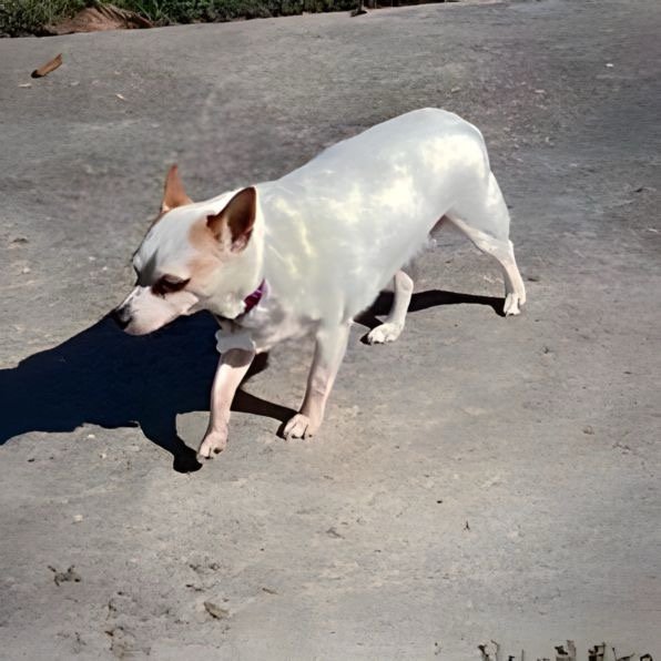 Gloria (LA), an adoptable Rat Terrier in Baton Rouge, LA, 70819 | Photo Image 3