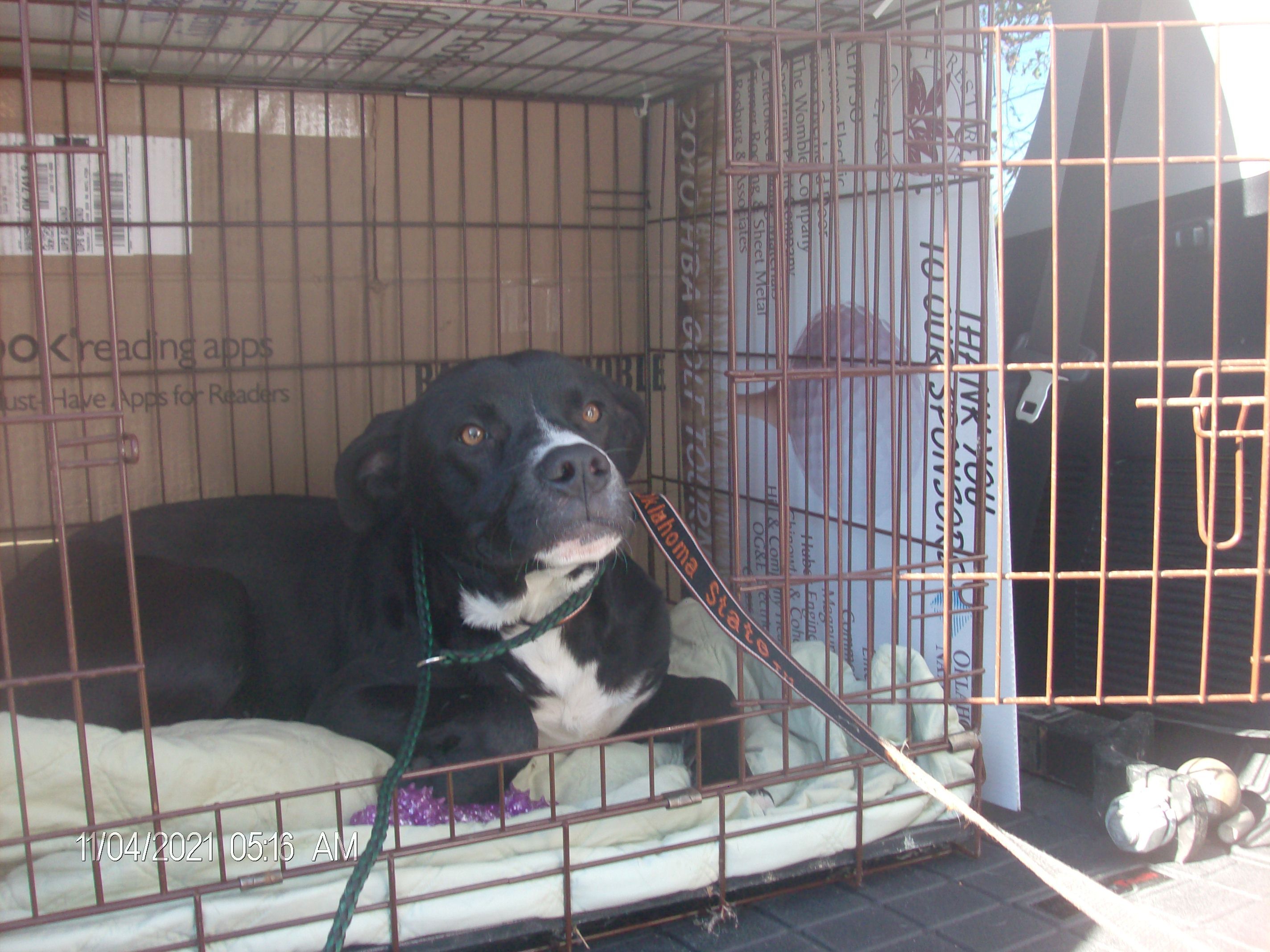 BENTLEY, an adoptable Labrador Retriever in Kellyville, OK, 74039 | Photo Image 2