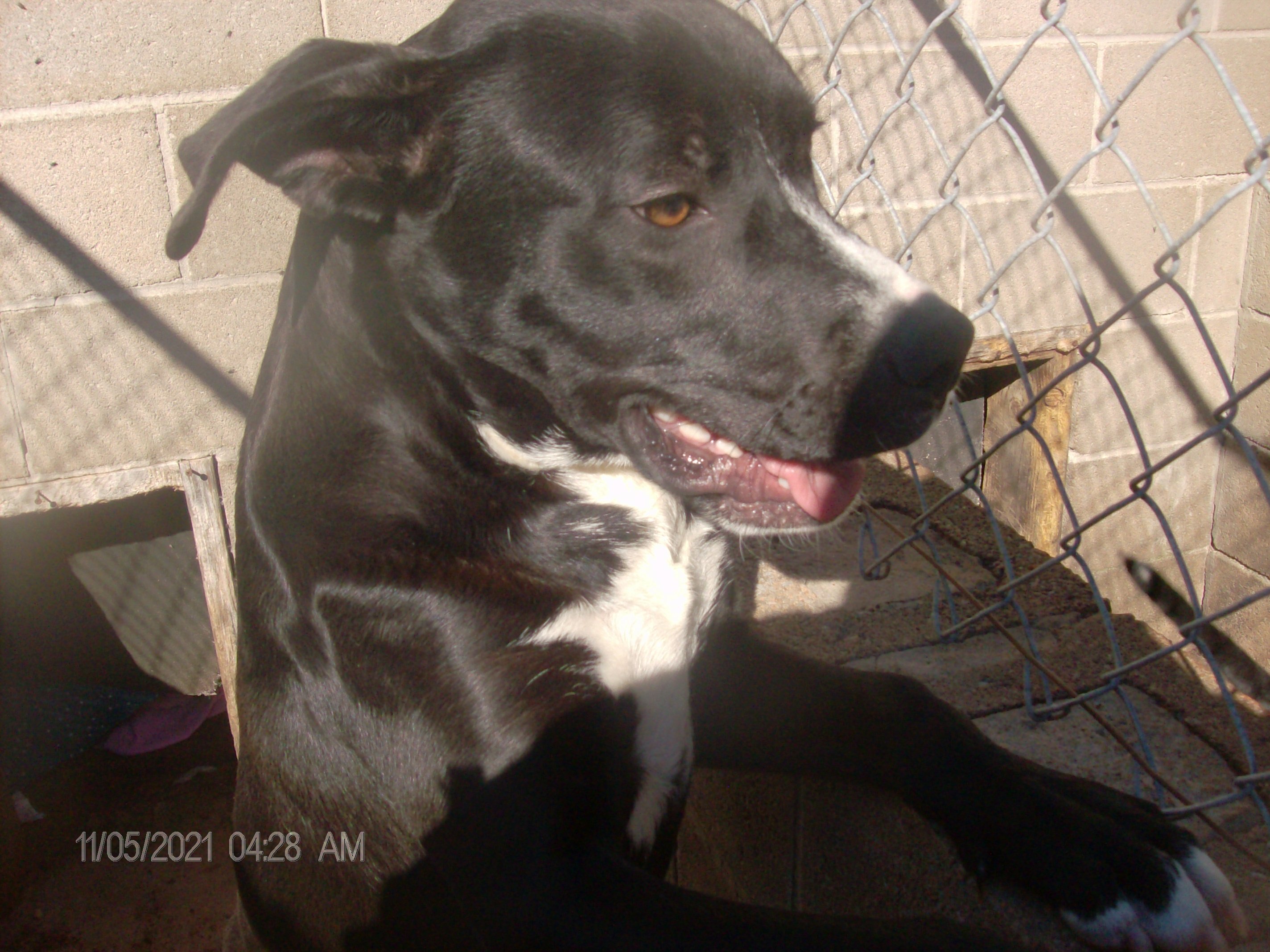 BENTLEY, an adoptable Labrador Retriever in Kellyville, OK, 74039 | Photo Image 6