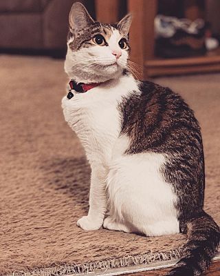 ROSITA, an adoptable Tabby in Burlington, NC, 27215 | Photo Image 1