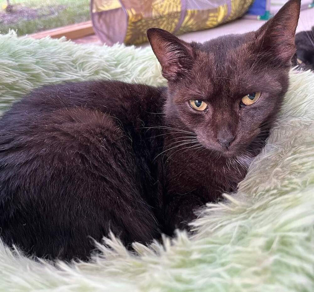 NEBULA, an adoptable Domestic Short Hair in Burlington, NC, 27215 | Photo Image 2