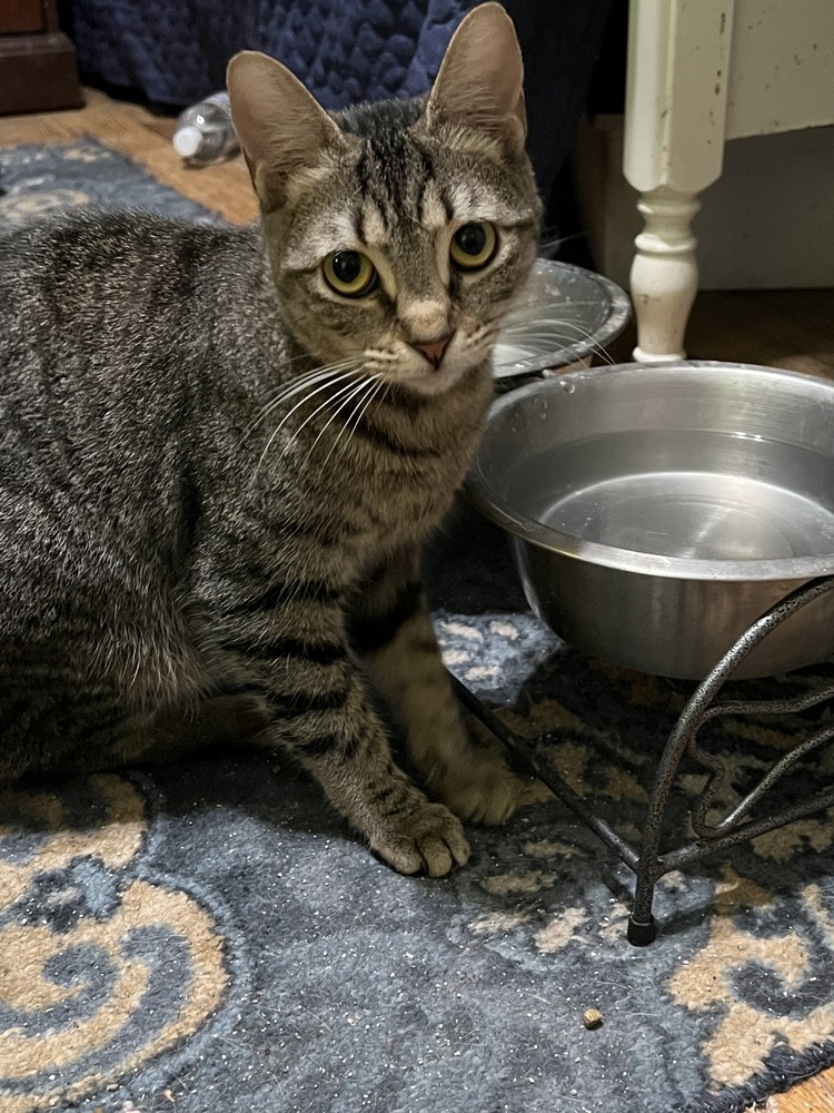 ESMERELDA-SHY SHY SHY, an adoptable Domestic Short Hair in Burlington, NC, 27215 | Photo Image 2