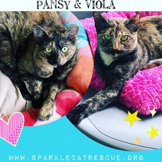 PANSY-shy/bonded pair