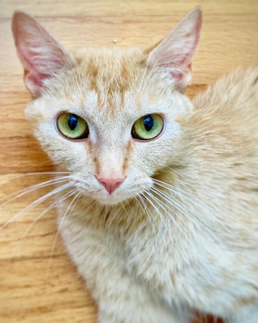 GINGERSNAP, an adoptable Domestic Short Hair in Burlington, NC, 27215 | Photo Image 2