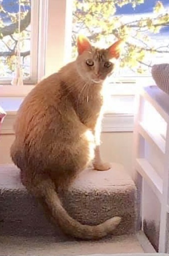 GINGERSNAP, an adoptable Domestic Short Hair in Burlington, NC, 27215 | Photo Image 3