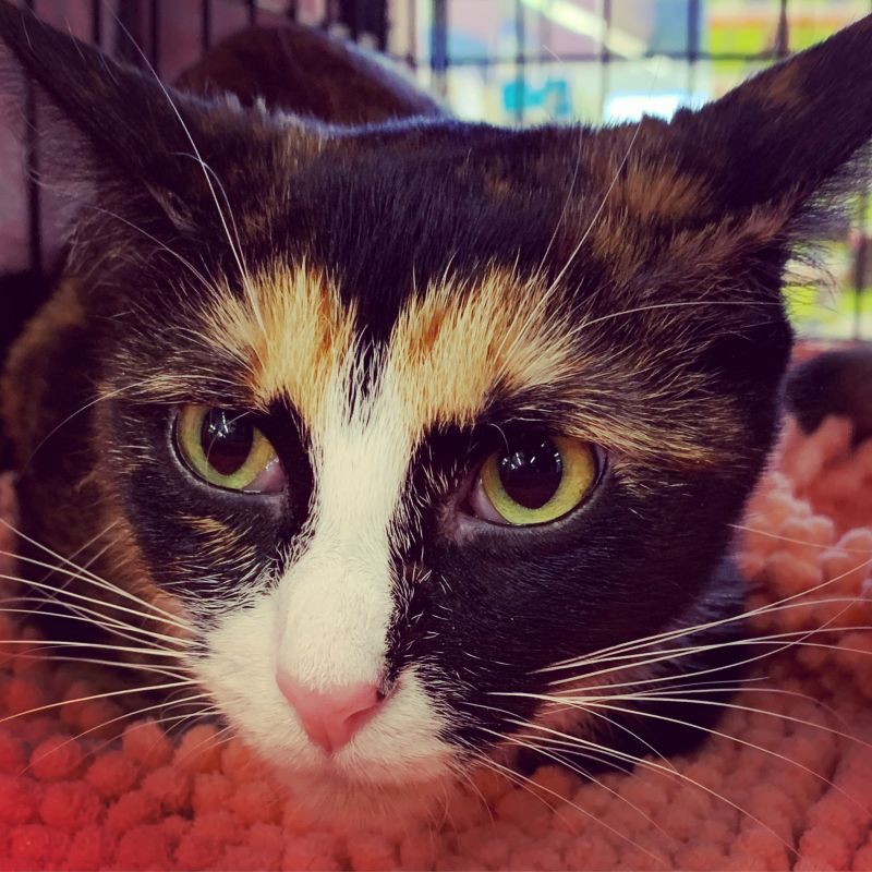 MYSTIQUE-bonded with Diego, an adoptable Calico, Domestic Short Hair in Burlington, NC, 27215 | Photo Image 3