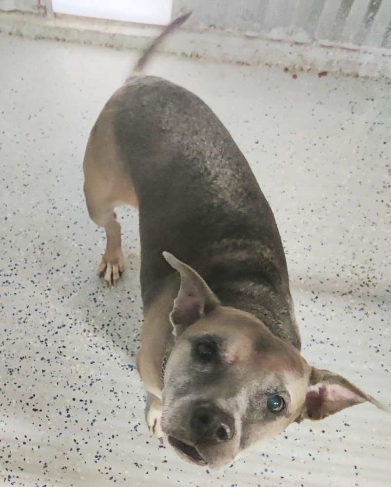 Banjo, an adoptable American Bulldog, Mixed Breed in San Antonio, TX, 78264 | Photo Image 1