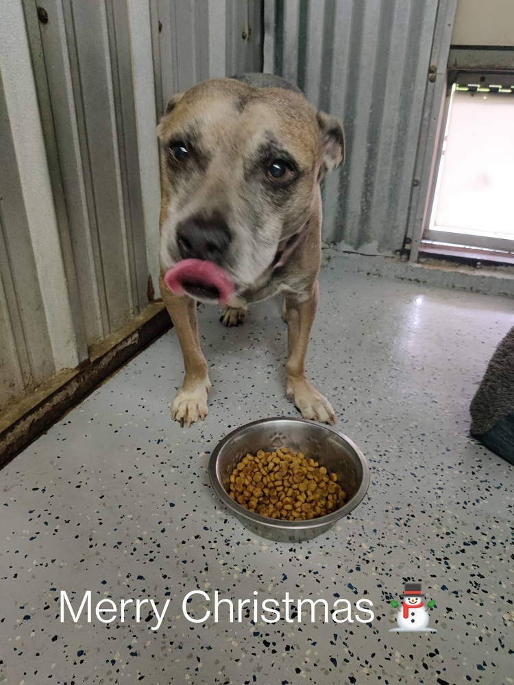 Banjo, an adoptable American Bulldog, Mixed Breed in San Antonio, TX, 78264 | Photo Image 2