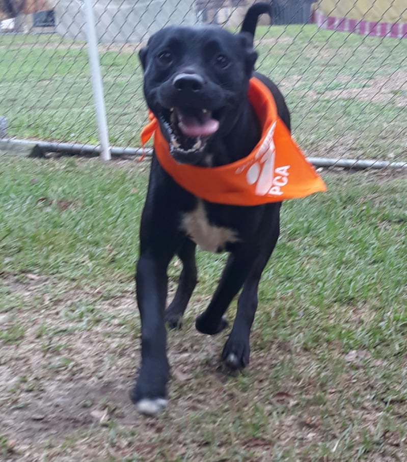 Diesel, an adoptable Bullmastiff, Labrador Retriever in Orangeburg, SC, 29118 | Photo Image 1