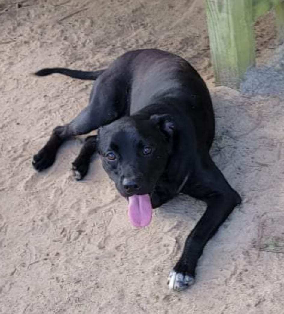 Diesel, an adoptable Bullmastiff, Labrador Retriever in Orangeburg, SC, 29118 | Photo Image 2