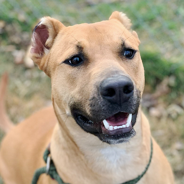 KiKi, an adopted Black Mouth Cur & Shepherd Mix in Oklahoma City, OK_image-3