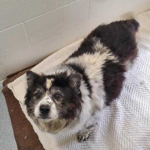 Squiggley, an adoptable Border Collie in St. Joseph, MI, 49085 | Photo Image 1