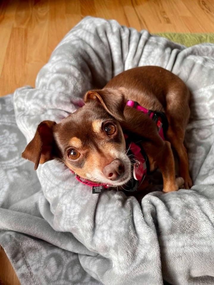 Cora , an adopted Chihuahua in Portland, OR_image-1