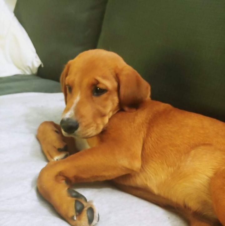 Red-no longer accepting applications , an adopted Labrador Retriever Mix in Kentwood, MI_image-1