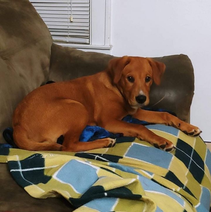 Red-no longer accepting applications , an adopted Labrador Retriever Mix in Kentwood, MI_image-2