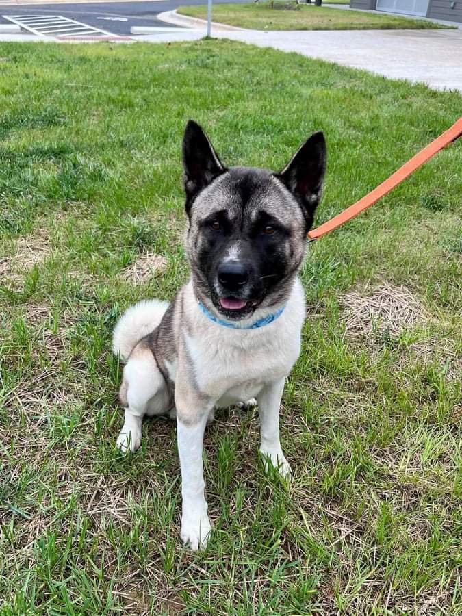 American akita hot sale adoption