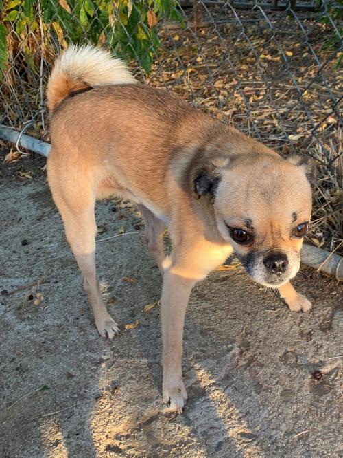 Frank, an adoptable Pug in Ramona, CA_image-1