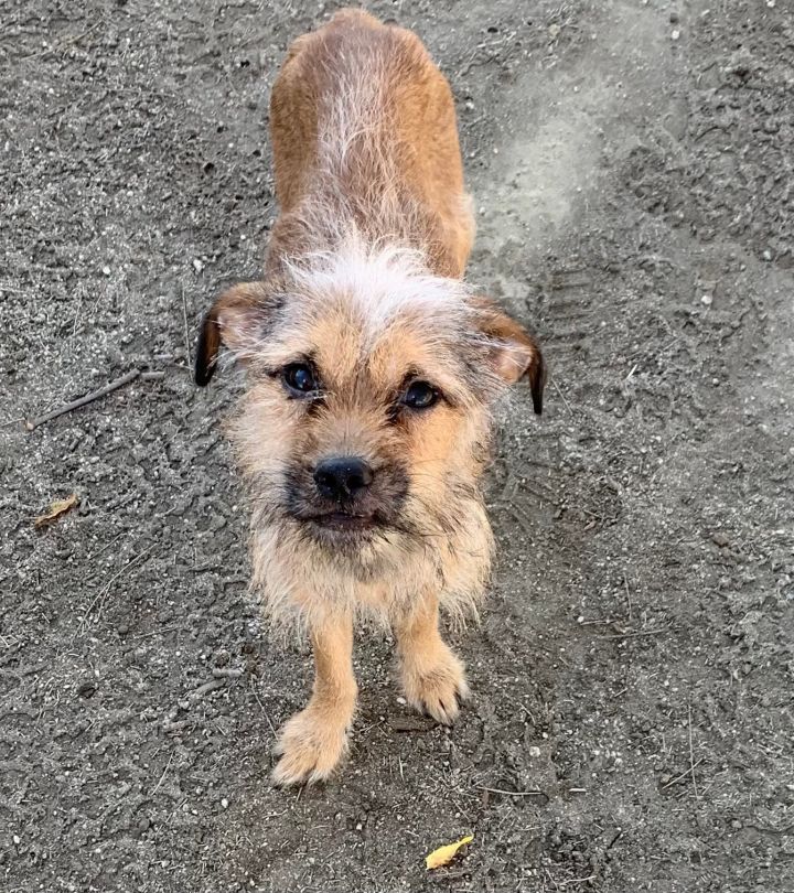 Simba, an adopted Border Terrier in Ramona, CA_image-1