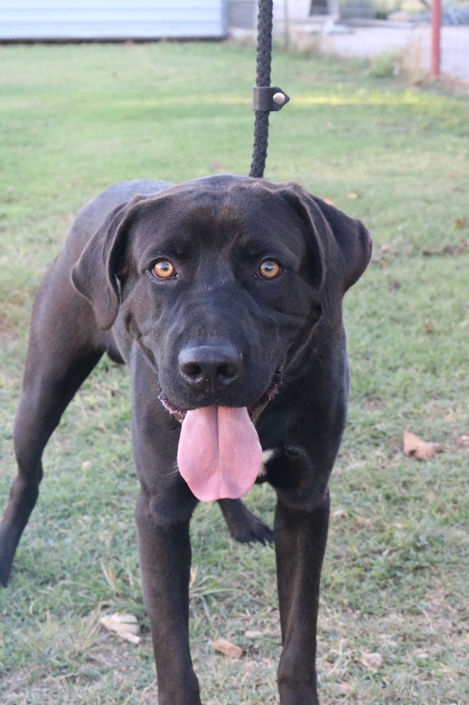 Hopper 20210728, an adoptable Labrador Retriever in Clifton, TX_image-1