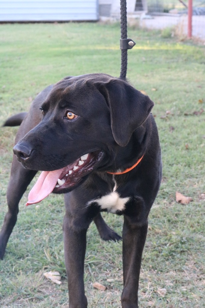 Hopper 20210728, an adoptable Labrador Retriever in Clifton, TX_image-2