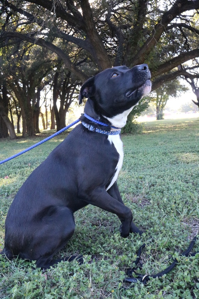 Mister 20210519, an adoptable Labrador Retriever in Clifton, TX_image-3