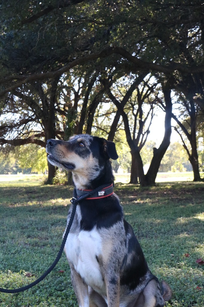 Tex 20210621, an adoptable Australian Shepherd & Catahoula Leopard Dog Mix in Clifton, TX_image-1
