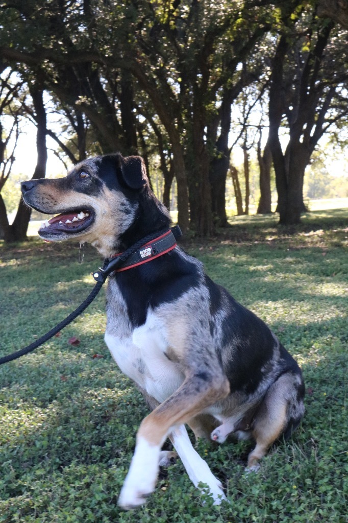 Tex 20210621, an adoptable Australian Shepherd & Catahoula Leopard Dog Mix in Clifton, TX_image-5