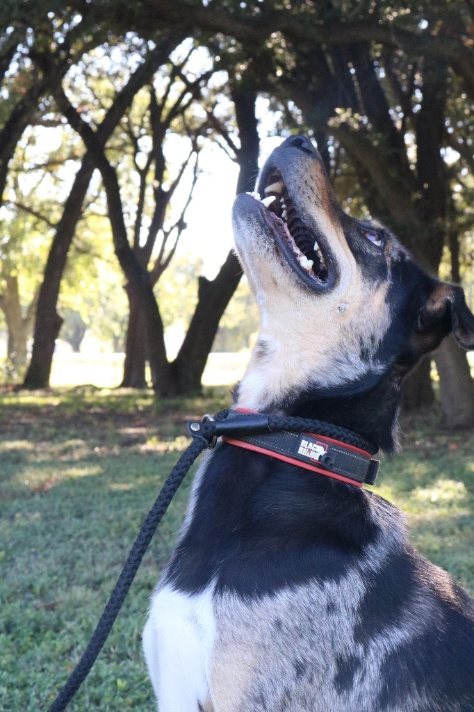 Tex 20210621, an adoptable Australian Shepherd & Catahoula Leopard Dog Mix in Clifton, TX_image-6