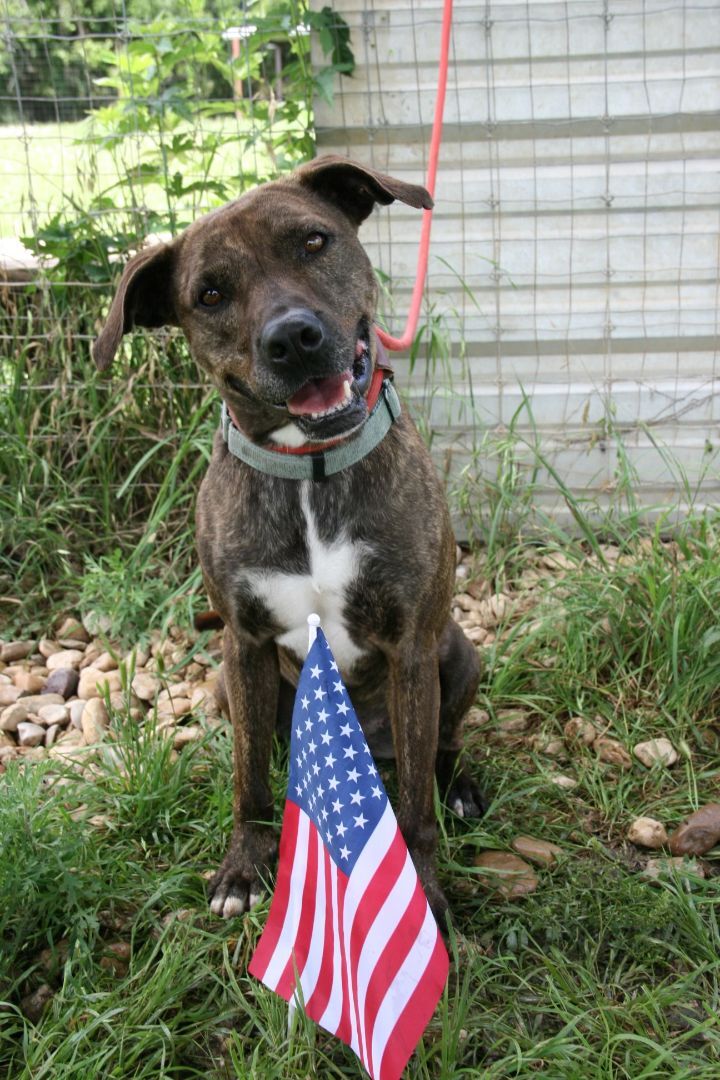 Ava 20201023, an adoptable Plott Hound in Clifton, TX, 76634 | Photo Image 3