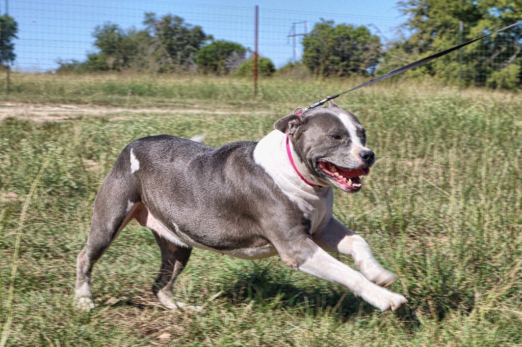 Gracie 20211001, an adoptable Pit Bull Terrier in Clifton, TX, 76634 | Photo Image 3