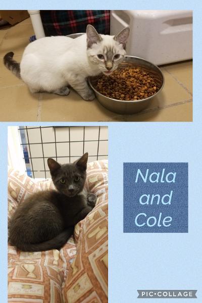 Nala and Cole