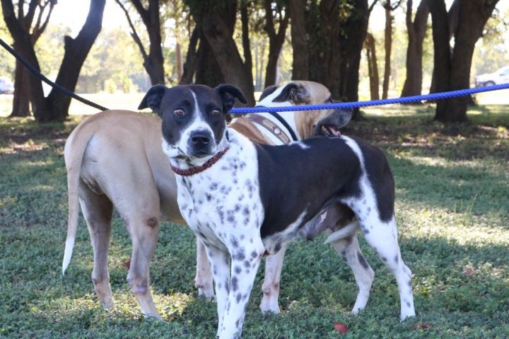 Mia 20210216, an adoptable Australian Cattle Dog / Blue Heeler in Clifton, TX_image-2