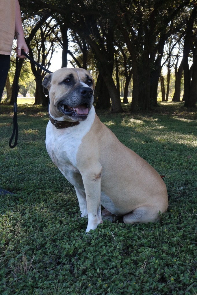 Rip 20190905, an adoptable Mastiff & American Bulldog Mix in Clifton, TX_image-2