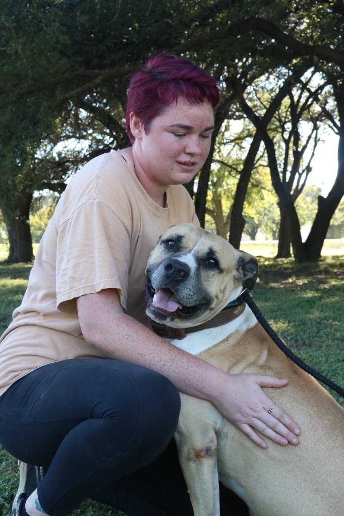 Rip 20190905, an adoptable Mastiff & American Bulldog Mix in Clifton, TX_image-3