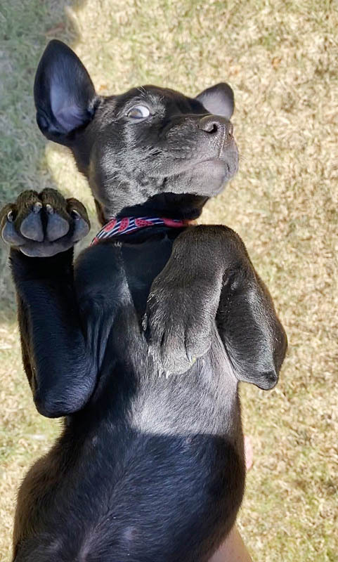 Nugget, an adopted Labrador Retriever Mix in Oklahoma City, OK_image-4