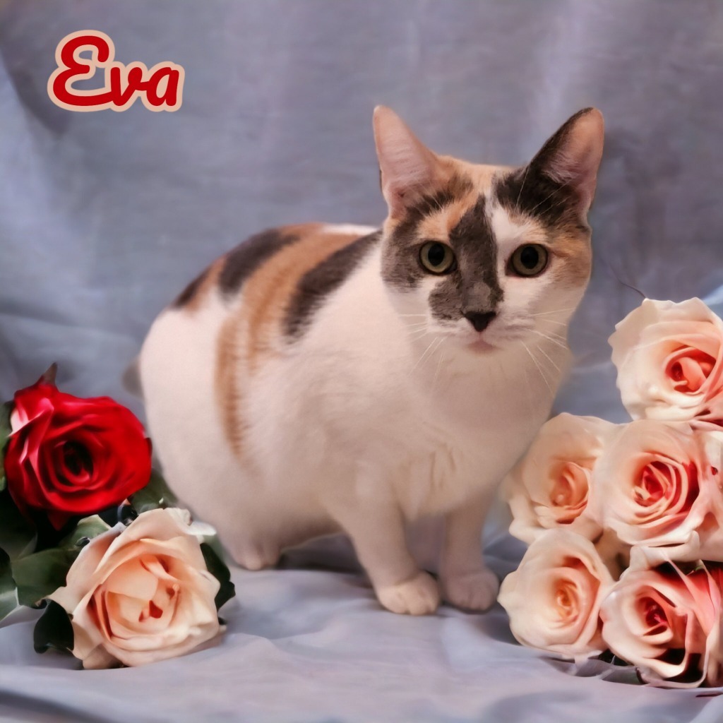 Eva, an adoptable Domestic Short Hair in Port Clinton, OH, 43452 | Photo Image 1