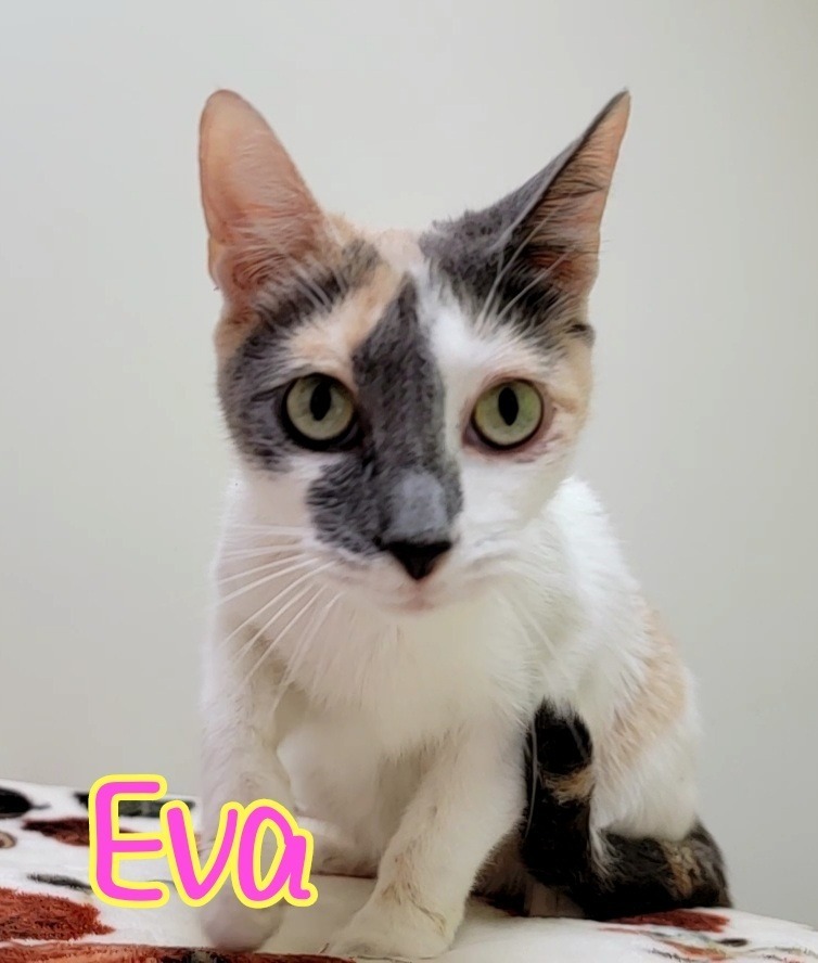 Eva, an adoptable Domestic Short Hair in Port Clinton, OH, 43452 | Photo Image 2