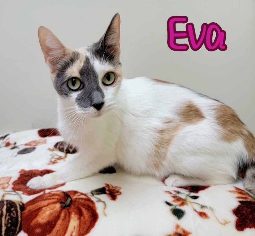 Eva, an adoptable Domestic Short Hair in Port Clinton, OH, 43452 | Photo Image 3