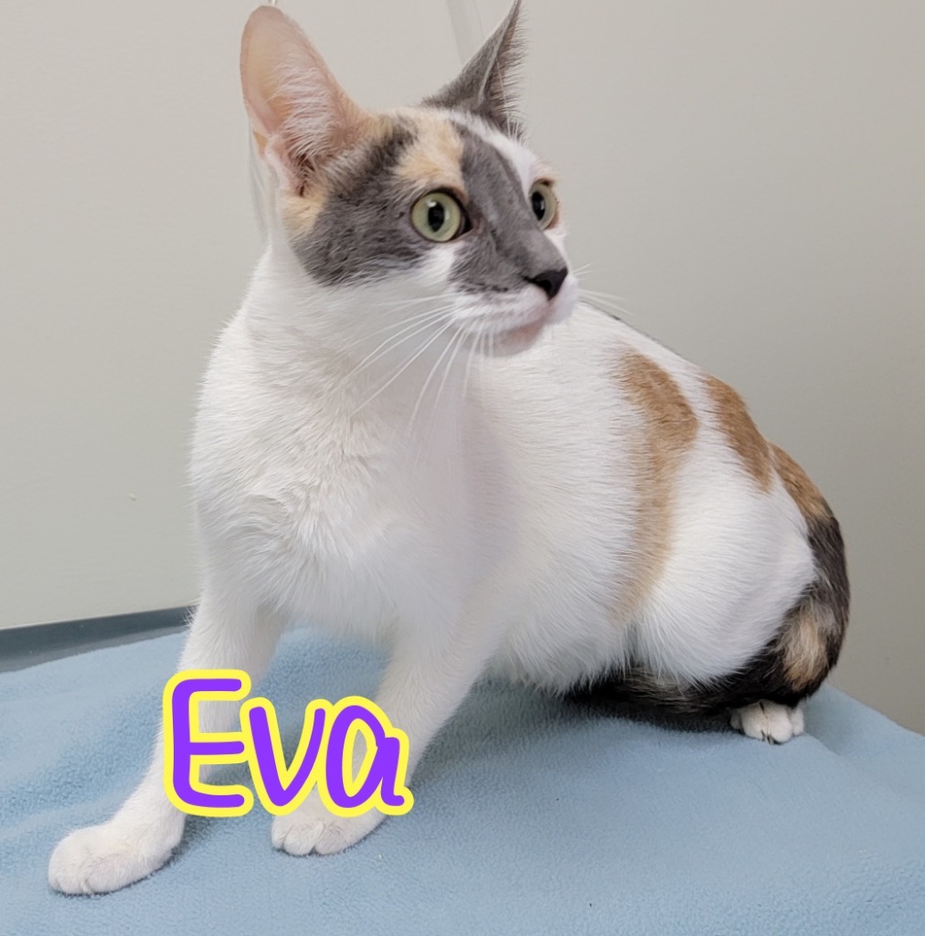 Eva, an adoptable Domestic Short Hair in Port Clinton, OH, 43452 | Photo Image 4