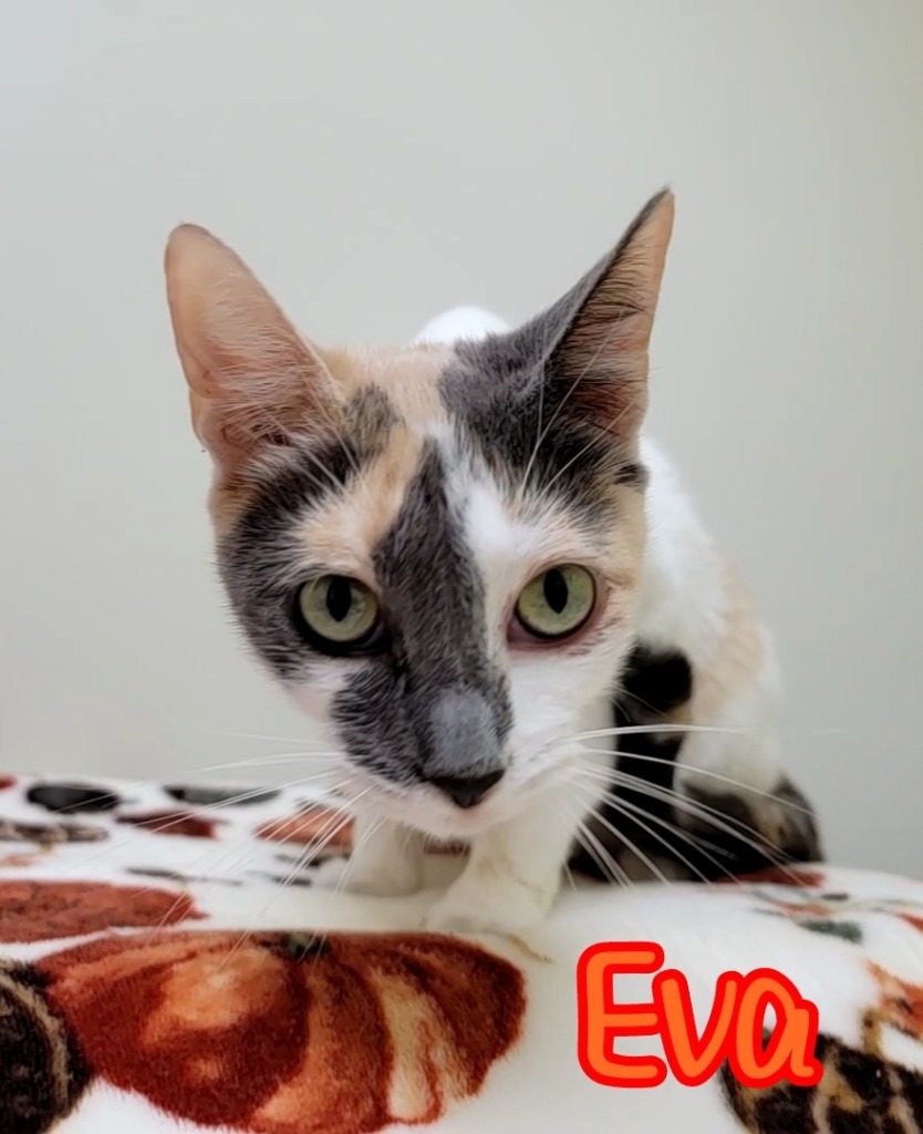 Eva, an adoptable Domestic Short Hair in Port Clinton, OH, 43452 | Photo Image 5