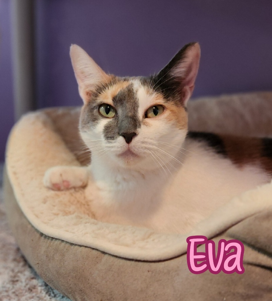 Eva, an adoptable Domestic Short Hair in Port Clinton, OH, 43452 | Photo Image 6