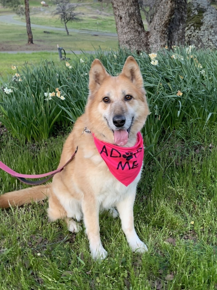 Ellie, an adoptable German Shepherd Dog in Shingle Springs, CA, 95682 | Photo Image 1