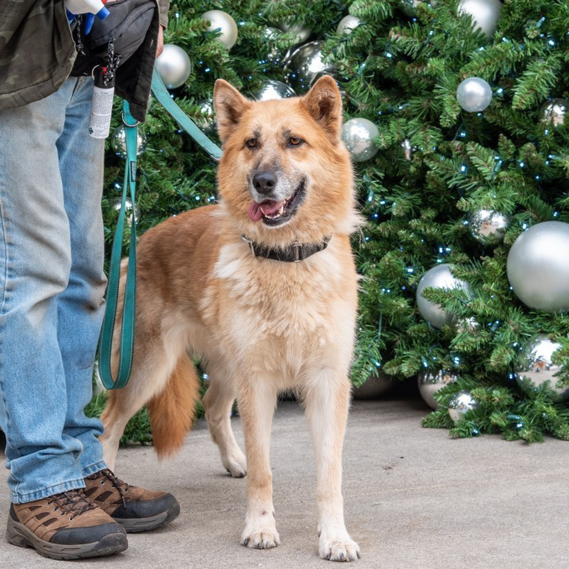 Ellie, an adoptable German Shepherd Dog, Eskimo Dog in Shingle Springs, CA, 95682 | Photo Image 2