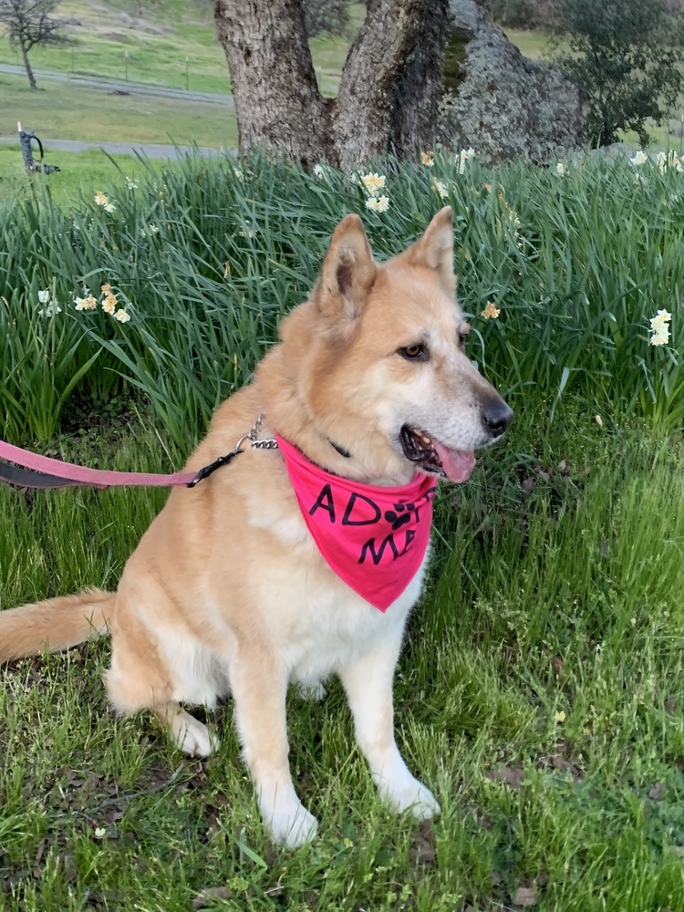 Ellie, an adoptable German Shepherd Dog in Shingle Springs, CA, 95682 | Photo Image 3